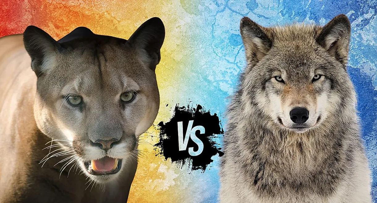 Cougar v. Wolf