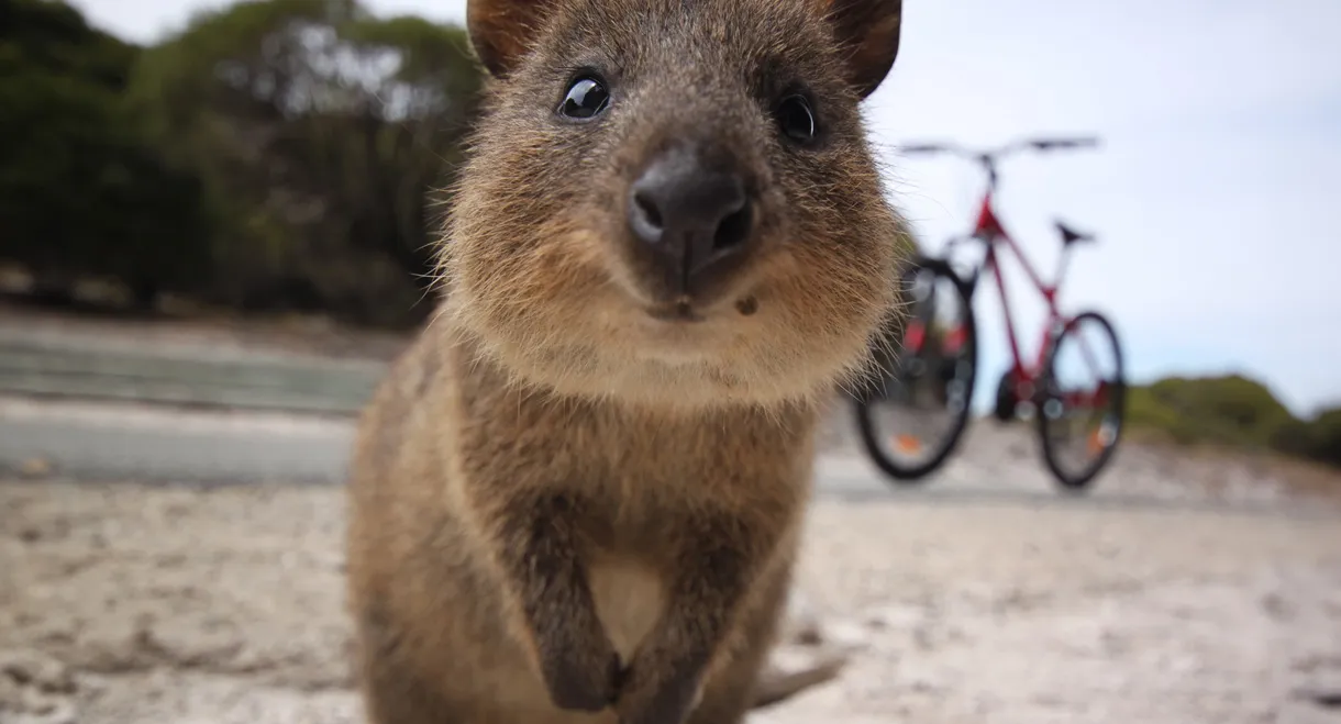 Happy Animals