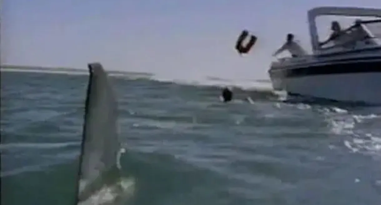 Shark's Paradise