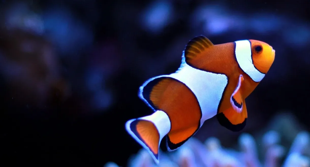 Children's Aquarium: Finding the Real Nemo & Dory