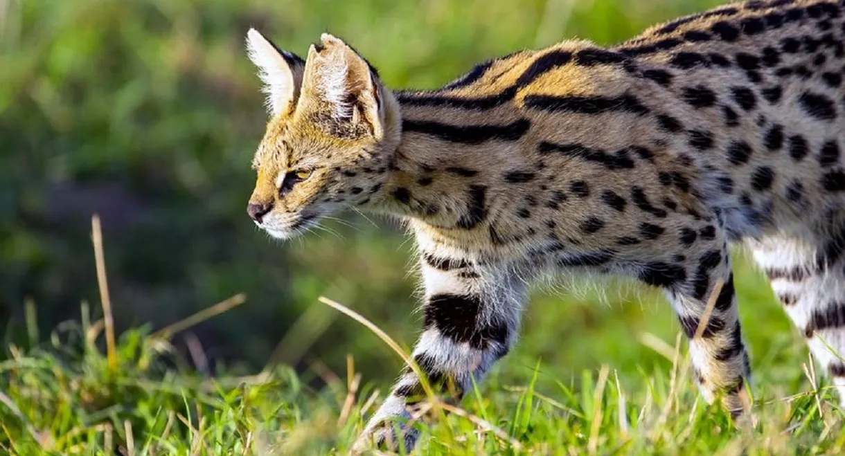 Servale - Afrikas unbekannte Katzen