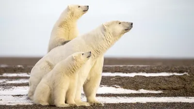 L'Année de l'ours