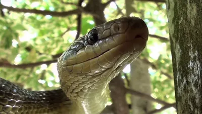 The Secret Life of Snakes