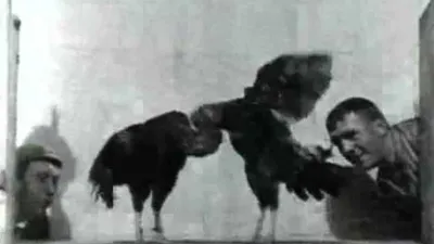 Cock Fight, No. 2