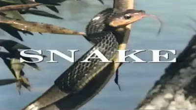 Predators of the Wild: Snake