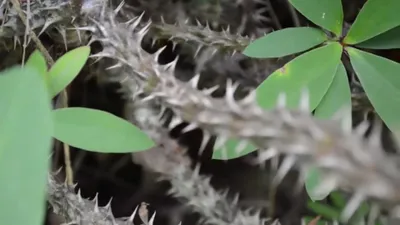 Dance of the Leaves