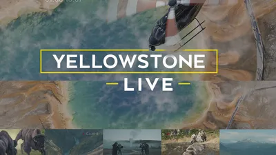 Yellowstone Live