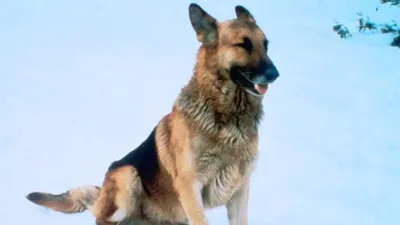 The Courage of Kavik, the Wolf Dog