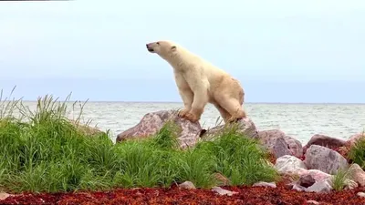 Polar Bears: A Summer Odyssey