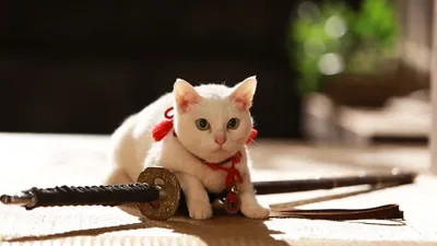 Samurai Cat 2: A Tropical Adventure