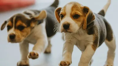 Dog Squad Puppy School