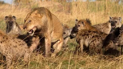 Eternal Enemies: Lions and Hyenas