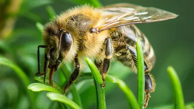 Im Wald der wilden Bienen