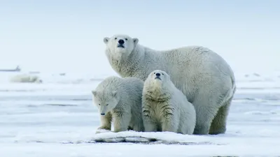 The Arctic: Our Last Great Wilderness