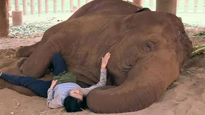 Elephant Mother