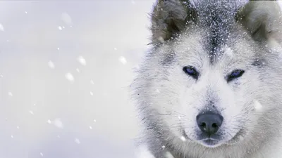 Ice Dogs: The Only Companions Worth Having