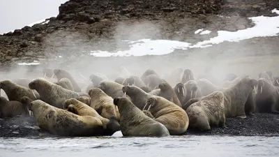 Siberia's Wild Year