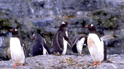 The Penguin Counters