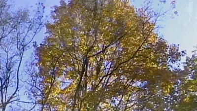 Leaves