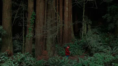 Behind the Redwood Curtain