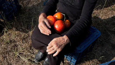 When Tomatoes Met Wagner