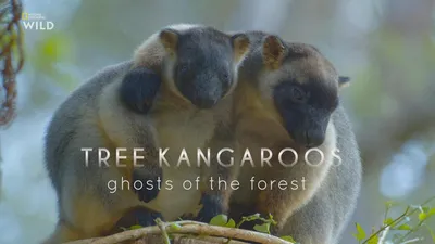 Tree Kangaroos: Ghosts of the Forest