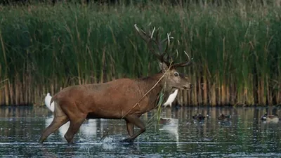 Nature, le retour du sauvage