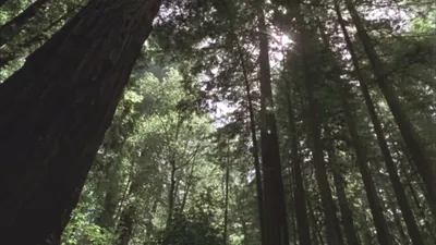 Redwood Curtain