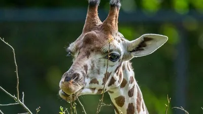 Maman girafe