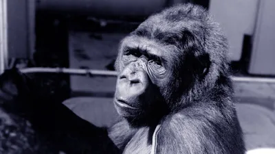 Koko: A Talking Gorilla