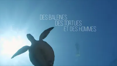 Des baleines, des tortues et des hommes