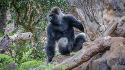 Gorillas: Rumble in the Jungle