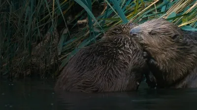 Castor, la force de la nature