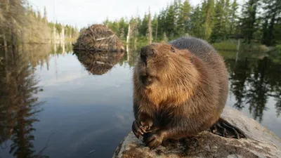 White Tuft, the Little Beaver