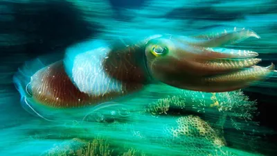 Cuttlefish: Kings of Camouflage