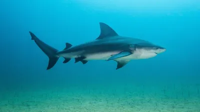 Backyard Bull Sharks