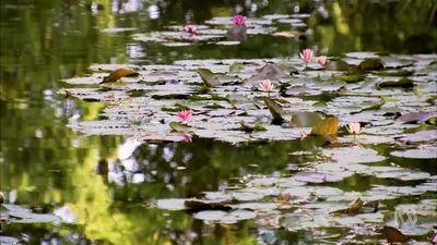 Monty Don's French Gardens