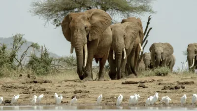 Once Upon a Time in Tsavo