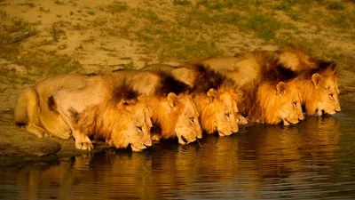 Brothers in Blood: The Lions of Sabi Sand