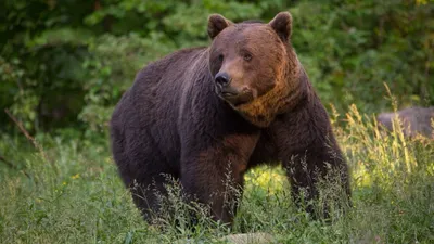 La Vie sauvage des Carpates