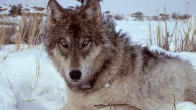 Yellowstone: The Mystery of the Wolves