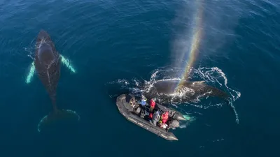 Whales in a Changing Ocean