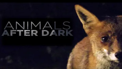 Animals After Dark