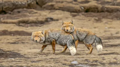 Les animaux des hauts plateaux tibétains