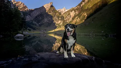 Schweizer Hundegeschichten