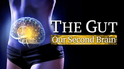 The Gut: Our Second Brain