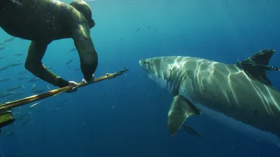 Great White Shark: Beyond the Cage of Fear