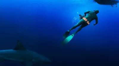 Secrets of the Bull Shark