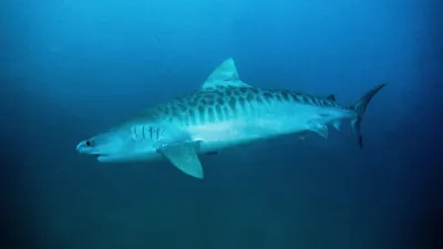 Tiger Shark King