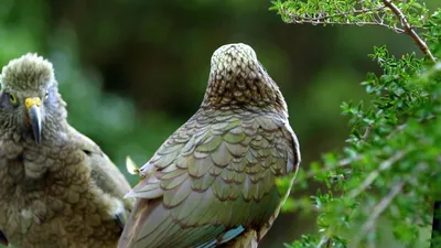 Keas - New Zealand's Witty Daredevils